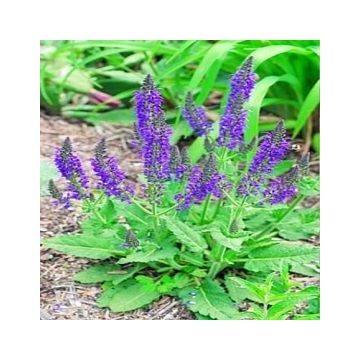 Aceite Esencial de Salvia Aceite Esencial de Salvia
