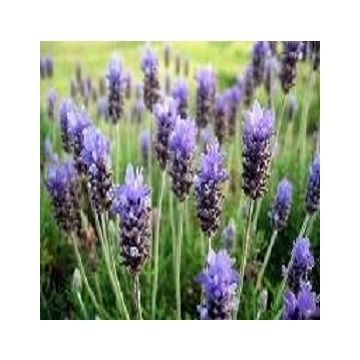 Hidrolato de Lavanda Bio Hidrolato de Lavanda Bio