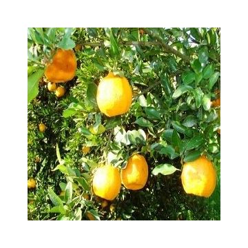 Aceite Esencial de Bergamota Aceite Esencial de Bergamota