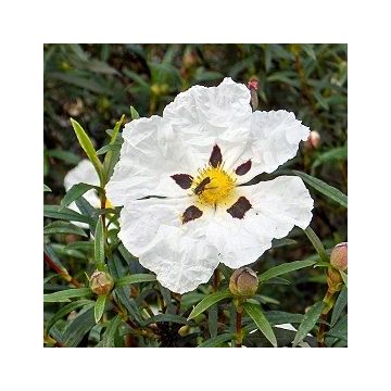 Hidrolato de Cistus Jara Bio Hidrolato de Cistus Jara Bio