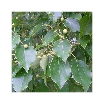 Aceite Esencial de Alcanfor Aceite Esencial de Alcanfor