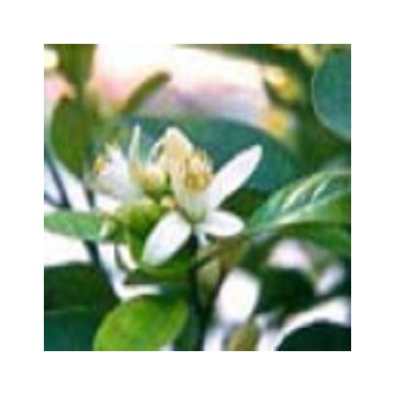 Aceite Esencial de Azahar - Neroli- 100% Puro y Natural Aceite Esencial de Azahar - Neroli- 100% Puro y Natural
