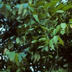 Aceite Esencial de Canela