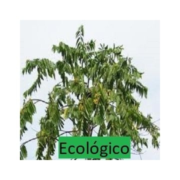 Aceite Esencial de Ylang Ylang III Bio Aceite Esencial de Ylang Ylang III Bio