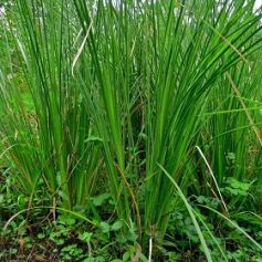 Aceite Esencial de Vetiver
