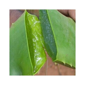 Aloe Vera Gel Ecologico Aloe Vera Gel Ecologico