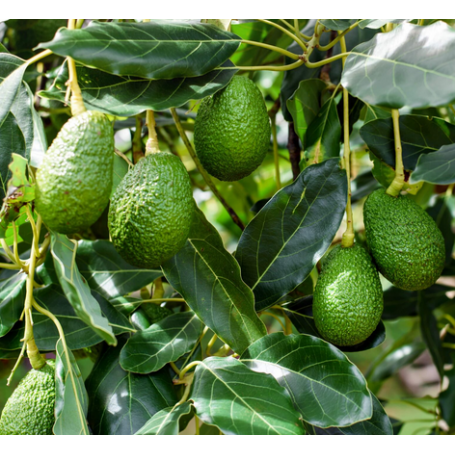 Aceite de Aguacate Virgen 1ª Presión 