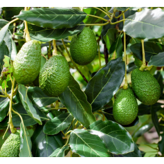 Aceite de Aguacate Virgen 1ª Presión 