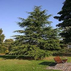 Aceite Esencial de Cedro