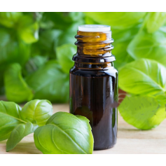 Aceite Esencial de Albahaca