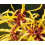 Agua de Hamamelis 
