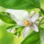 Hidrolato de Azahar - Neroli, Bio 