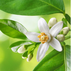 Hidrolato de Azahar - Neroli, Bio 